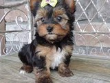 Cachorros yorkshire terrier