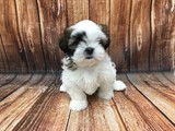 Maravillosos cachorros de Shih Tzu