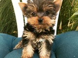 Yorkshire Terrier Mini cachorros de