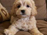 disponibles  cockapoo 