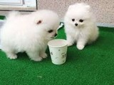 cachorros pomerania taza de té.
