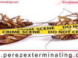 Servicios Exterminacion 