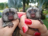  Adorables monos tití 