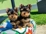 Cachorros yorkie terrier solo en ad